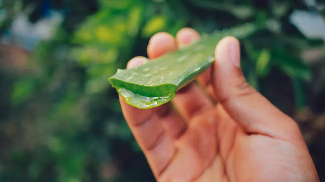 درمان گیاهی و کمردرد با طب سنتی