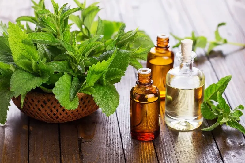 روغن نعنا