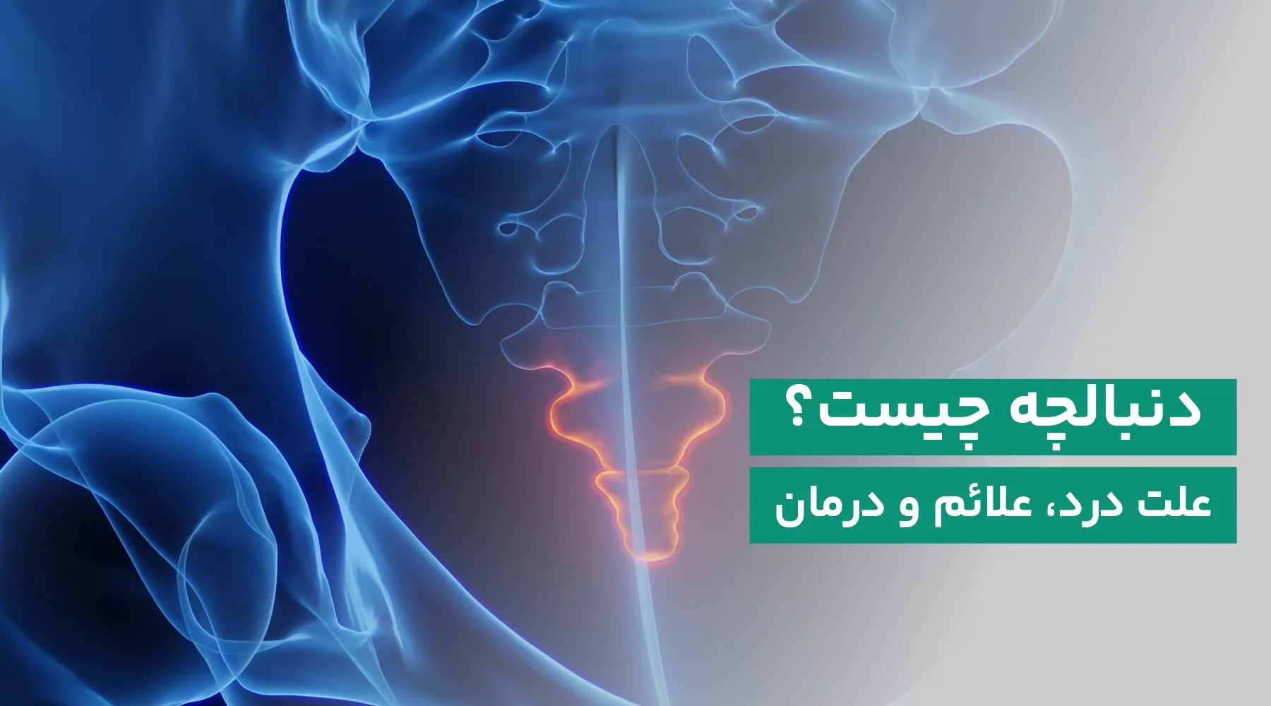 دنبالچه چیست